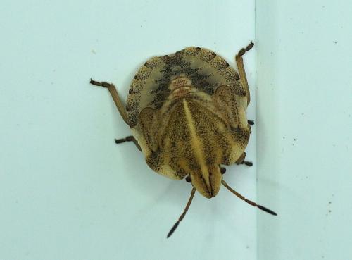 Graphosoma italicum